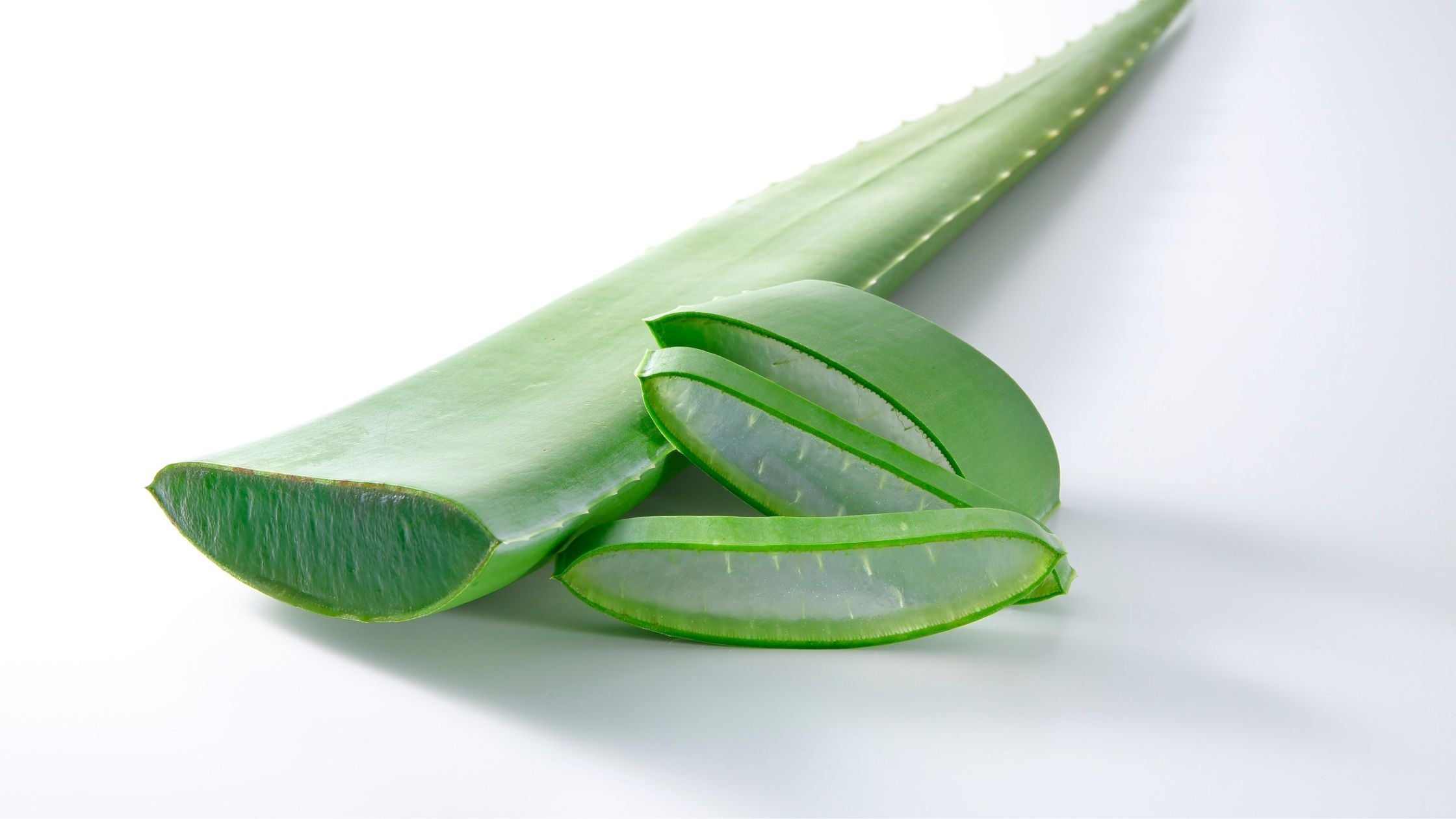 Aloe Vera in der Hautpflege: Warum die Pflanze ein unverzichtbarer Beauty-Booster ist